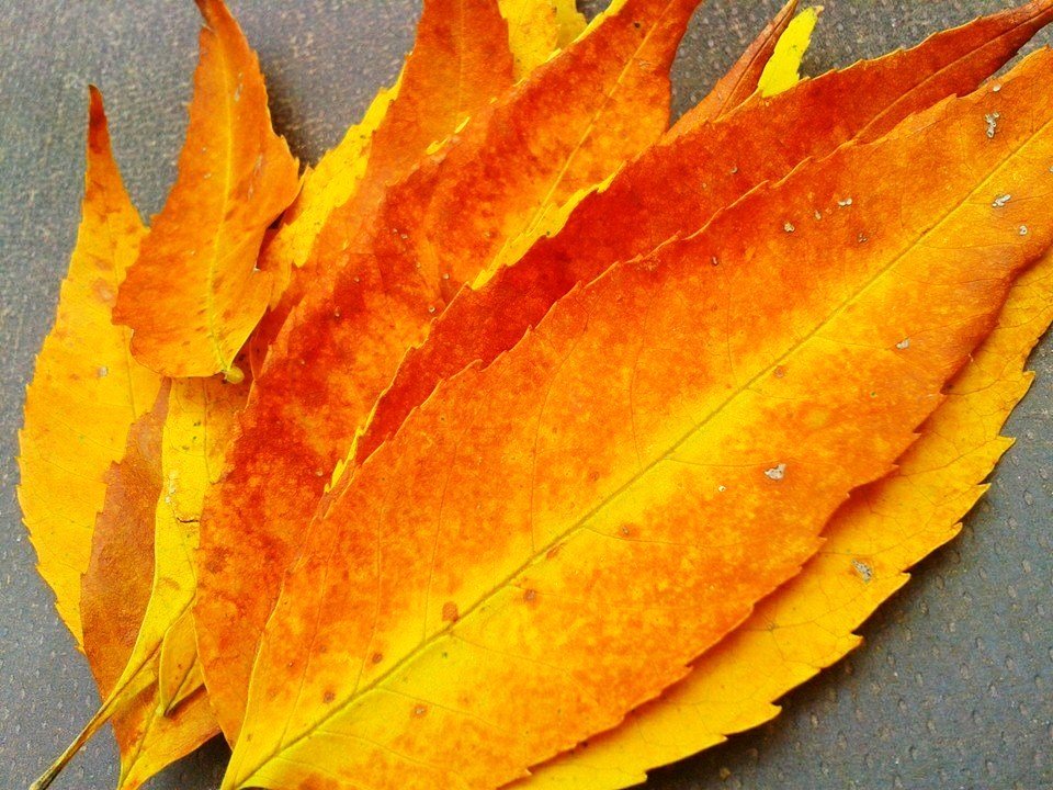 10710804_826568924030273_8605914495598863875_n