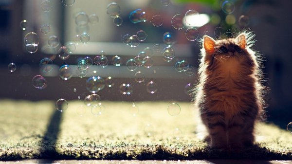 cat-soap-bubbles-1600x900